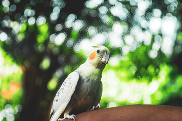 mutations Nymphicus hollandicus are sexlinked and the male and female chicks are easily distinguishable as soon as their feathers come in
Adult  Cockatiel Nymphicus with common coloring (grey body