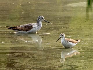 Marsh Sandpiper (Tringa stagnatilis)