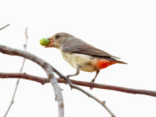 Mistletoebird (Dicaeum hirundinaceum) in Australia
