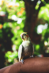 degree than many other avian species.  Cockatiel Nymphicus is only evident after the first moulting,  Cockatiel Nymphicus typically occurring about six to nine months after hatching: the male  Cockati