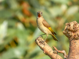 Rufous-throated Honeyeater (Conopophila rufogularis) in Australia