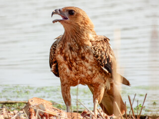 Whistling Kite (Haliastur sphenurus) in Australia