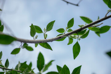 Carambola Flowers on Branch Isolated on Nature Background,Close-up of pink cherry blossom tree,Starfruit tree flower of the species Averrhoa carambola with selective focus,Close-up of pink flowers blo