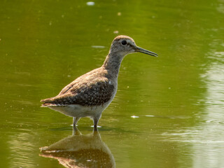 Wood Sandpiper (Tringa glareola) in Australia