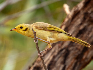 Yellow-tinted Honeyeater (Ptilotula flavescens) in Australia