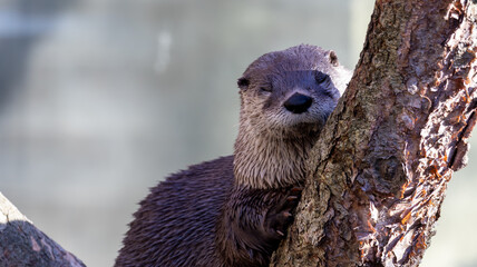 otter lutra