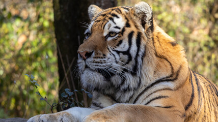 Obraz premium tiger