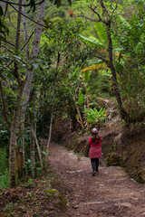 An enthusiastic woman walking in the jungle, she  begins her hike to Gocta Waterfall. Lush vegetation and fresh air surround this long path that runs through the dense jungle.