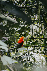 A male Andean cock-of-the-rock, the national bird of Peru, perches on a branch in a lush tropical forest. Its plumage is bright orange and contrasts with the green foliage.