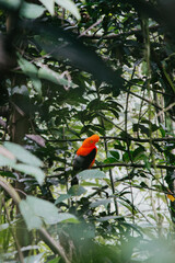 A male Andean cock-of-the-rock, the national bird of Peru, perches on a branch in a lush tropical forest. Its plumage is bright orange and contrasts with the green foliage.