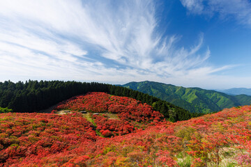 奈良県葛城高原五月満開に咲くつつじと青空