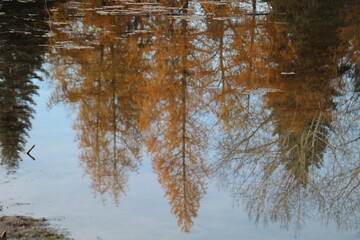 Fototapeta premium Autumn Reflections On The Lake, Gold Bar Park, Edmonton, Alberta