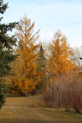 Fototapeta premium Golden Autumn In The Park, Gold Bar Park, Edmonton, Alberta