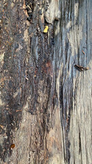 slightly damp wood texture pattern