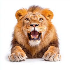 A photostock of a lion with a mane, isolated on white background, High Quality