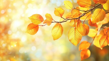 Obraz premium Vibrant yellow and orange autumn leaves on a branch basking in sunlight Perfect for an autumn themed banner