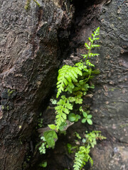 moss on tree