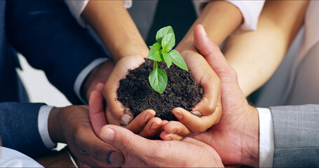 Business people, hands and plant with soil, growth and hope for sustainability and future. Teamwork, environment and leaf for support, accountability and eco development or green energy collaboration