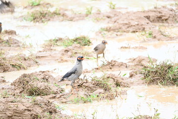 Indian Myna Birds in water filled field. It is searching for food in water filled mud. Its other names are Common myna and mynah. This is a bird of the starling family Sturnidae.