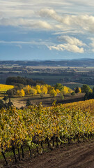 Autumn gold saturates vineyard rows in Oregon as fall light crisps up the views and grapevines flow over hills.