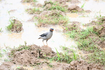 Indian Myna Birds in water filled field. It is searching for food in water filled mud. Its other names are Common myna and mynah. This is a bird of the starling family Sturnidae.