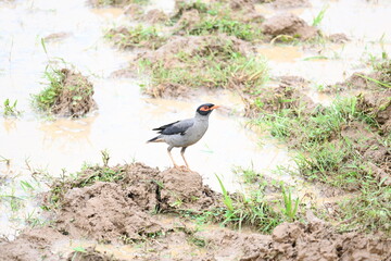 Indian Myna Birds in water filled field. It is searching for food in water filled mud. Its other names are Common myna and mynah. This is a bird of the starling family Sturnidae.