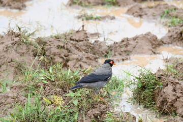 Indian Myna Birds in water filled field. It is searching for food in water filled mud. Its other names are Common myna and mynah. This is a bird of the starling family Sturnidae.