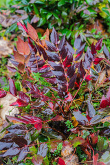 dwarf Oregon-grape, Cascade barberry, Cascade Oregon-grape, or dull Oregon-grape (Berberis nervosa)