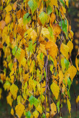 White Alder (Alnus rhombifolia)