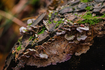 purplepore bracket (Trichaptum abietinum)