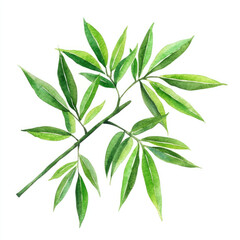 Fototapeta premium Watercolor Vibrant Green Bamboo Leaves Children's Illustration