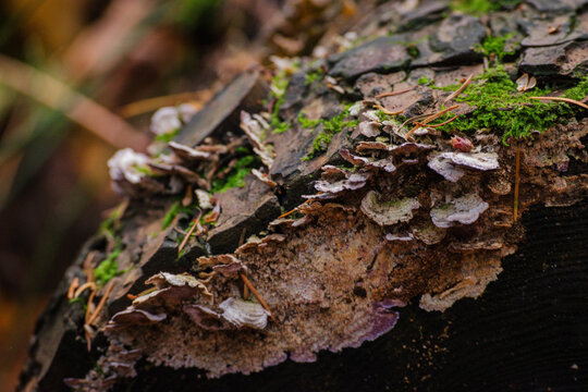 purplepore bracket (Trichaptum abietinum)