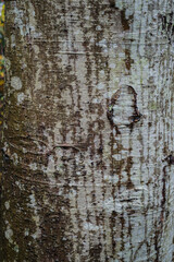 Obraz premium quaking aspen, rembling aspen, American aspen, mountain or golden aspen, trembling poplar, white poplar, or popple (Populus tremuloides)