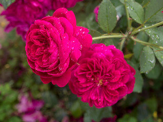 red roses in the garden with water drops closeup