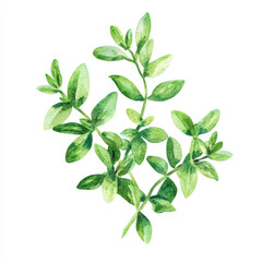 Obraz premium Watercolor Cheerful Green Thyme Sprigs Children Illustration