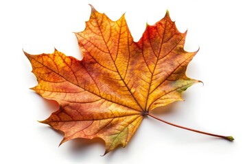 Isolated Dry Autumn Maple Leaf on White Background for Nature and Seasonal Photography