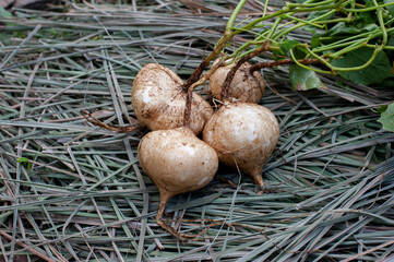 Organic yam bean harvest in the fields.