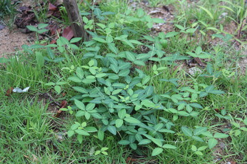 Image of peanuts blooming on the Daecheongcheon trail