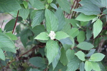Image of white azalea trees blooming on the Daecheongcheon Stream Trail