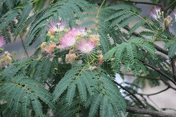 Image of azalea trees blooming on the Daecheongcheon Stream trail