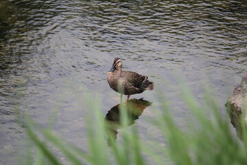 Image of ducks searching for food on the Daecheongcheon trail