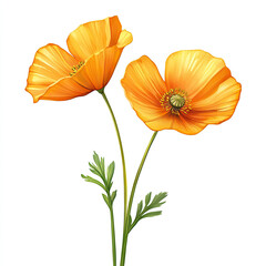 Fototapeta premium Watercolor Vibrant Orange Poppies Children Illustration