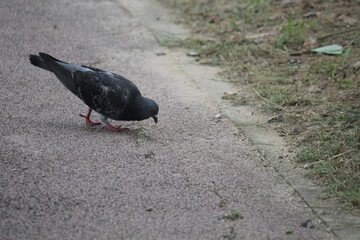 Image of pigeons searching for food on the Daecheongcheon trail