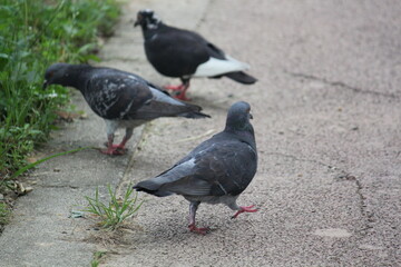 Fototapeta premium Image of pigeons searching for food on the Daecheongcheon trail