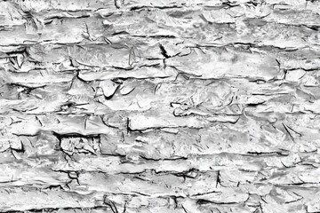 Obraz premium Black and white bark