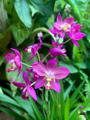 Purple-Pink Orchid with green leaves In the home garden 