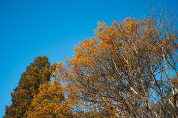 Fototapeta premium trees in the autumn