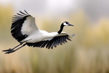 Fototapeta premium A large bird flying through the air with its wings spread