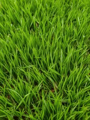 Lush, vibrant green grass field texture perfect for nature backgrounds, green grass