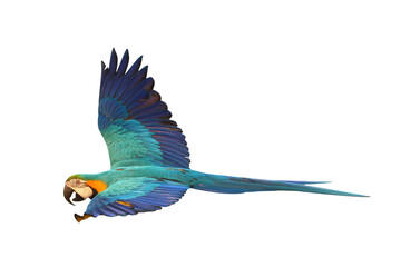 Colorful flying Blue and Gold Macaw parrot isolated on transparent background png file